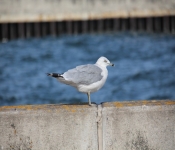 2013 10 12 DuluthWildLife  029